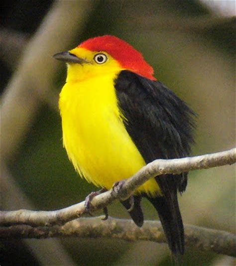 A creature with feathers and wings, usually able to fly: Manakin Birds News And Facts-Images | All Wildlife Photographs