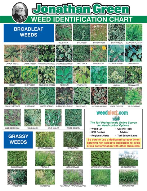 Grass Weeds Chart