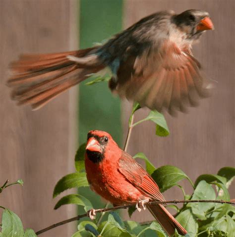 17 Interesting Northern Cardinal Facts Ultimate List