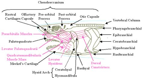Jul 22, 2021 · yes, sharks do have tongues. A Lamarck After My Own Heart