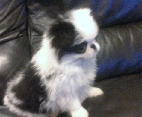 Japanese Chin Puppies For Sale View All Puppies Pedigreedogsie