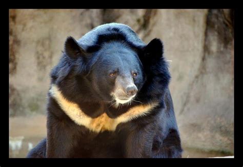 Asiatic Black Bear Animal Facts Ursus Tibetanus Az Animals