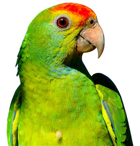 Parrot Macaw Png Image Purepng Free Transparent Cc0 Png Image Library