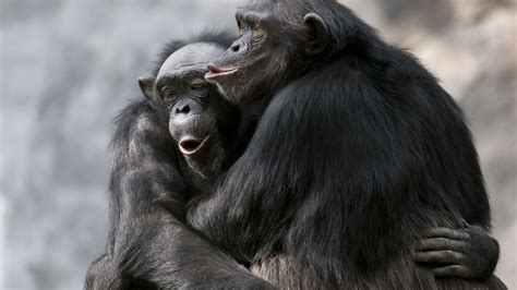 Chimpanzees Bond By Watching Movies Together Too Mental Floss