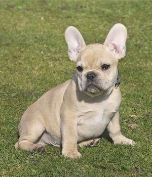 Explore 123 listings for french bulldog temperament uk at best prices. Französische Bulldogge — Bouledogue français — Info ...