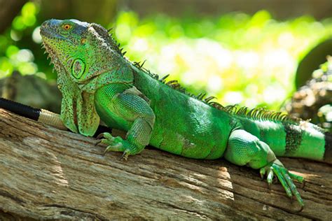 Green Iguana Facts And Pictures Reptile Fact