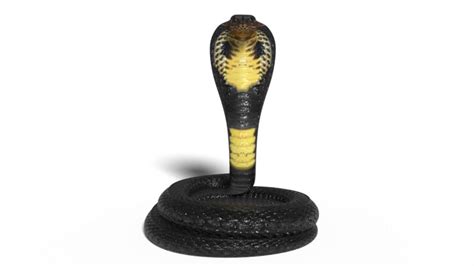 King Cobra Snake 3d Model For Vfx Youtube