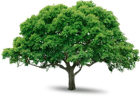 Download High Quality Tree Clipart Realistic Transparent Png Images