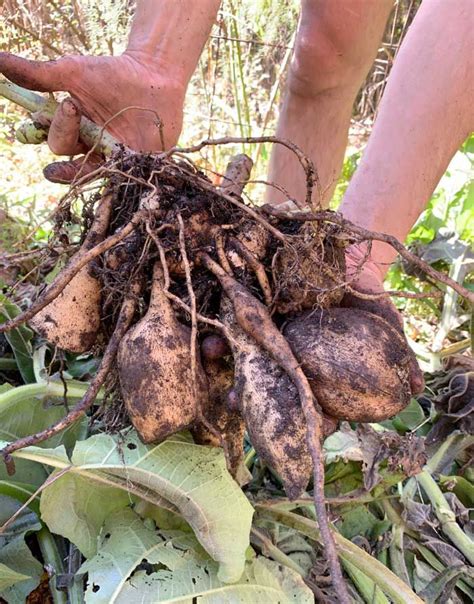 How To Propagate And Grow Peruvian Ground Apple Aka Yakon Apple