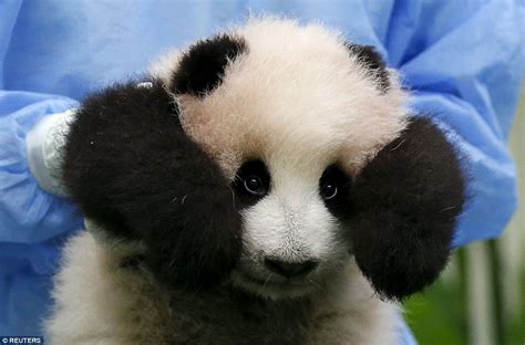 Malaysian Zoos Panda Cub Falls Asleep During Her Grand Debut Daily