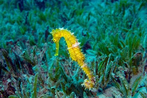 Thorny Seahorse Jayakars Seahorse Hippocampus Jayakari Between