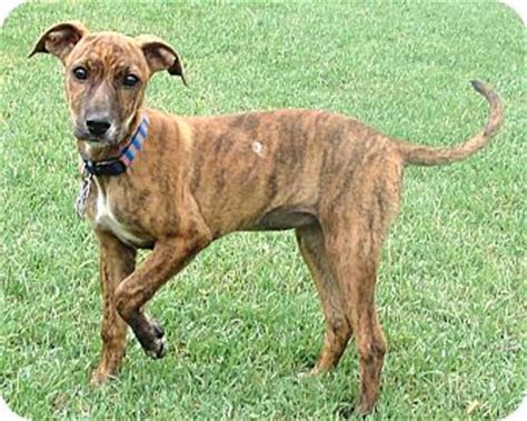 Review the top pet services in salem, nh. Salem, NH - Whippet. Meet PUPPY DALLAS a Pet for Adoption.