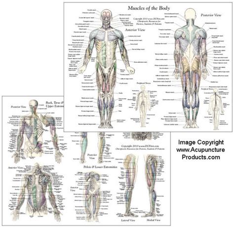 Muscle Anatomy Chart Clinical Charts And Supplies