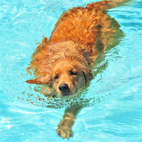 1000 Images About Dogs Golden Retrievers On Pinterest Golden
