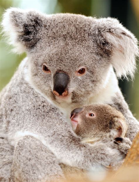 Mommy And Me Koala Bear Koala Cuddly Animals