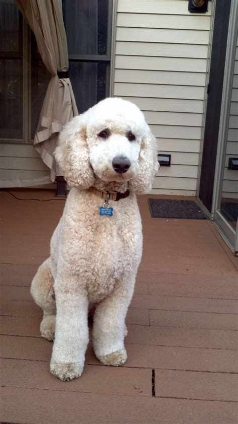 Standard Poodle Bosley I Love The Cut Simple Puppy Clip Nothing