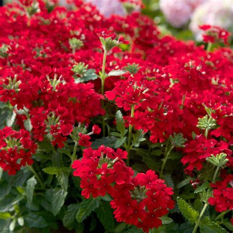 Southern Living Plant Collection 25 Qt Endurascape Red Verbena