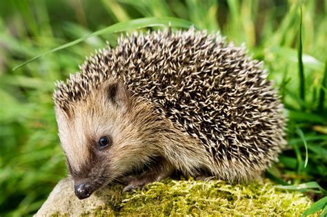Larkfleet Blog What To Do If You Find Hedgehogs In The Garden