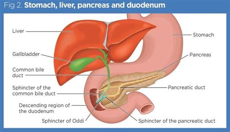 Gastrointestinal Tract The Duodenum Liver And Pancreas Nursing Times