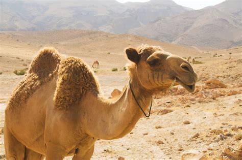 Camello Foto Premium