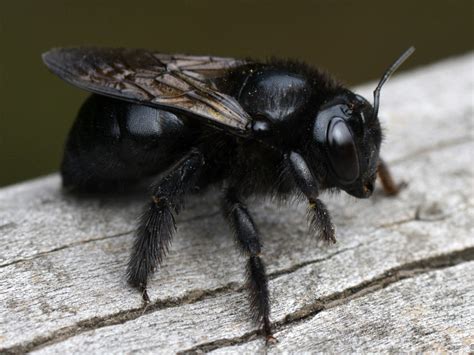 All Black Carpenter Bee Southern Carpenter Bee Xylocopa Micans A