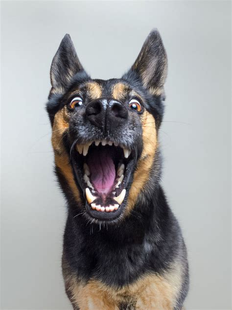 New Expressive Dog Portraits By Elke Vogelsang Bored Panda