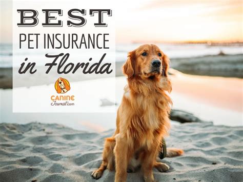 Best Pet Insurance In Florida: Compare Plans & Prices ...