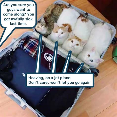 Off To Vacation Lolcats Lol Cat Memes Funny Cats Funny Cat
