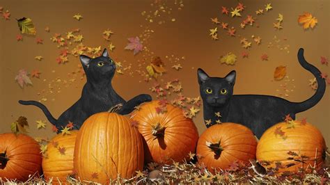 Black Cat Halloween Wallpapers Top Free Black Cat Halloween