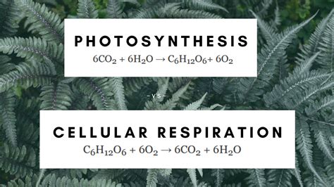 To balance the oxygen atoms for the reactant side, you need to. What Are The Reactants And Products Of Photosynthesis - slideshare