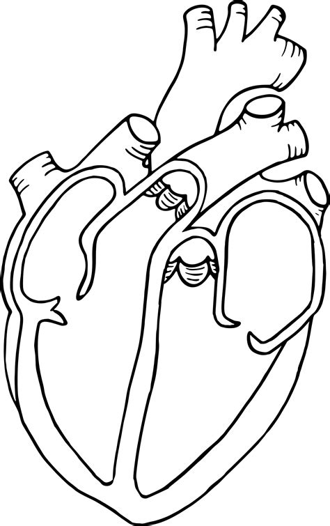 Step 4 How To Draw A Human Heart Heart Coloring Pages Human Heart Images