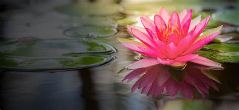 Types of lotus flowers with pictures. The meaning and symbolism of the word - Lotus