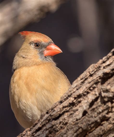 Portrait Of A Female Northern Cardinal Wildlifephotography