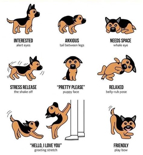 A Guide To Dog Language Coolguides