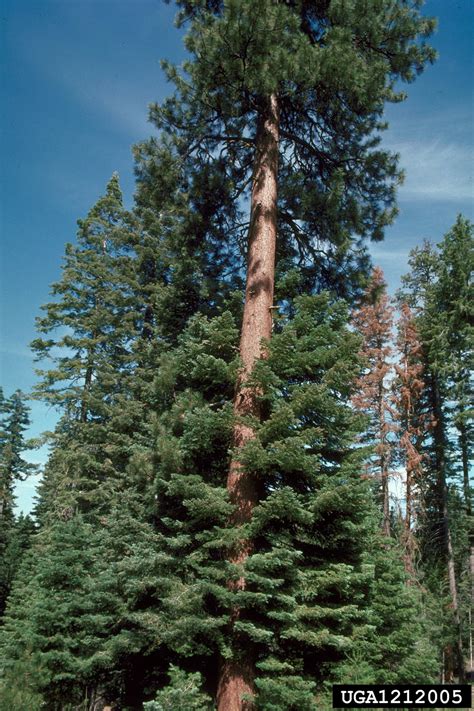 Ponderosa Pine Pinus Ponderosa Pinales Pinaceae 1212005