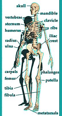 Learn about the human body and how its systems work together. A Diagram of the Major Bones of the Skeleton: Figure ...