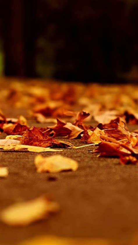 Nature Yellow Fall Leaves On Ground Iphone 5s Wallpaper Download