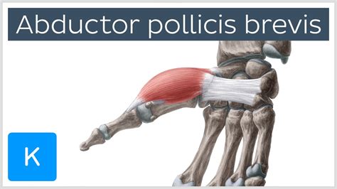 Opponens pollicis, flexor pollicis brevis, adductor pollicis and abductor pollicis brevis. Abductor pollicis brevis muscle - O& I, Function ...