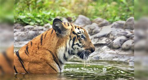 Sundarban Tiger Reserve Opens For Tourists With All The Safety Measures