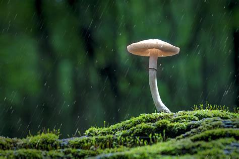 Mushroom In The Rain Pyrography By Jim Greipp Pixels