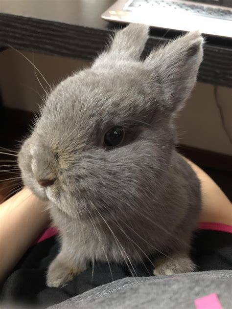 If there is regular evidence of poor pet rabbit care after receiving repeated feedback from the community, a user may this is a pet rabbit subreddit that discourages breeding and encourages rescue. Pin by My Animal Planet on Cats&Bunnies | Pets, Pet rabbit ...