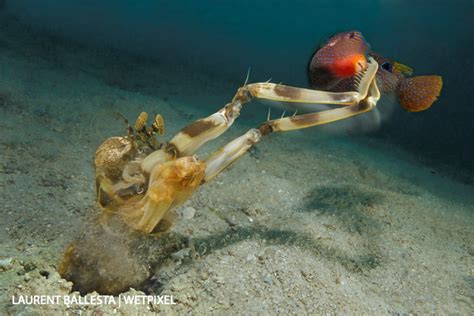 Conversations With Underwater Photographers Laurent Ballesta By Henley