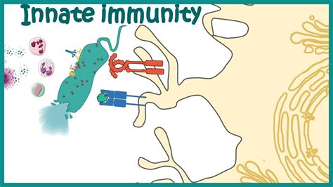 Innate Immune System Detailed Overview Youtube