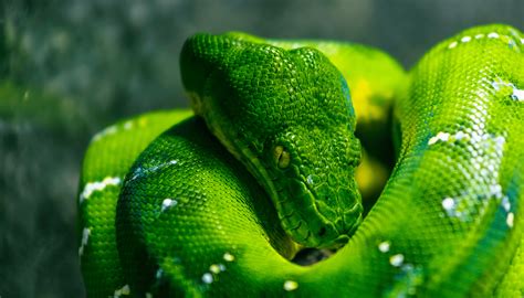 Are Emerald Tree Boas Good Pets Pets And Animals Tips