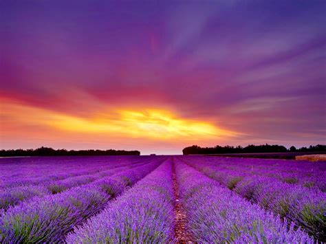 Using Lavender The Universal Oil For Calming Mood