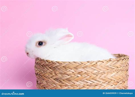 Fluffy White Rabbit In Wicker Basket On Pink Background Cute Pet Stock