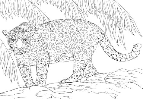 Feast Your Eyes On Energetic Jaguar Coloring Page Tailing Save Your