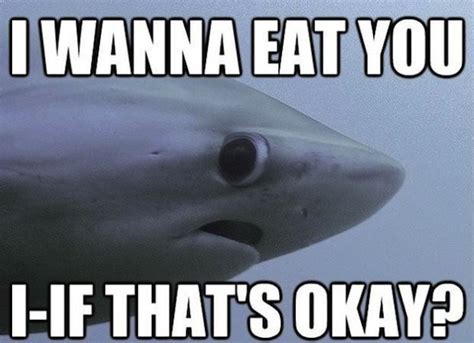 Really Funny Memes The Shy Shark