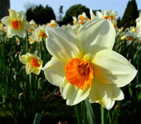 Happy Easter Daffodil Photos Beautiful Flowers Daffodils