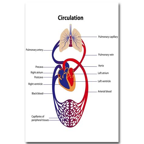 Human Circulatory System Diagram